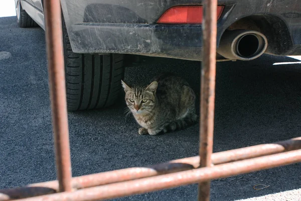 Gato Bonito Encontra Sob Carro Lado Silenciador — Fotografia de Stock