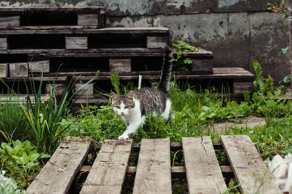 Kedi Bahçesinde Yol Boyunca Yürüyor Kırsal — Stok fotoğraf