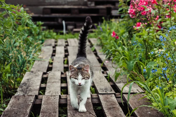 Gray Striped Cat Walks Path Made Wooden Pallets Garden — Stock Photo, Image