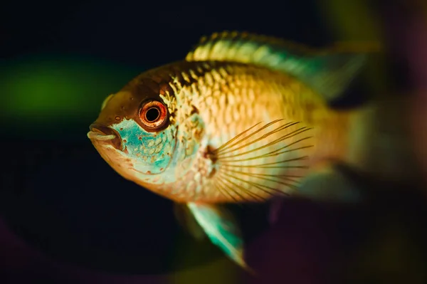 Наннакара Голубая Аквариумная Рыба Фоне Водорослей — стоковое фото