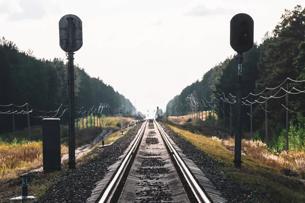 Perspektifte Boş Uzun Demiryolu Demiryolu Trafik Işığı Ormanda Raylı Ufukta — Stok fotoğraf