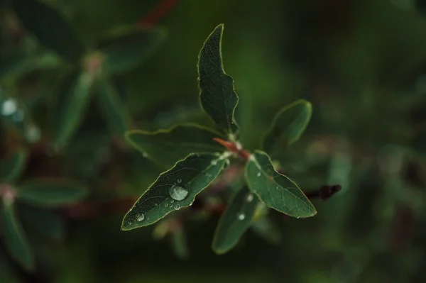 Gocce Pioggia Sulle Foglie Caprifoglio Verde Giardino — Foto Stock