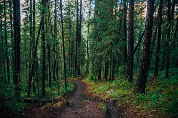 Sentiero Bagnato Attraverso Foresta Pluviale Slush Sul Sentiero Escursionistico Paesaggio — Foto Stock