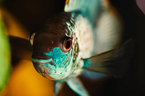 Nannacara Blå Fisk Flyter Ett Hem Akvarium Närbild — Stockfoto