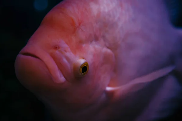 Head Osphronemus Goramy Close Big Fish — Stock Photo, Image