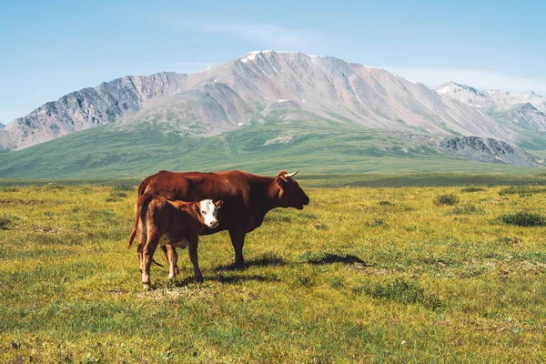 Koe Met Kalf Grazen Het Grasland Vallei Tegen Prachtige Reuzen — Stockfoto