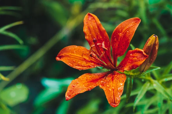 Schöne Orange Blühende Lilie Makro Erstaunliche Malerische Blume Nahaufnahme Bunte — Stockfoto