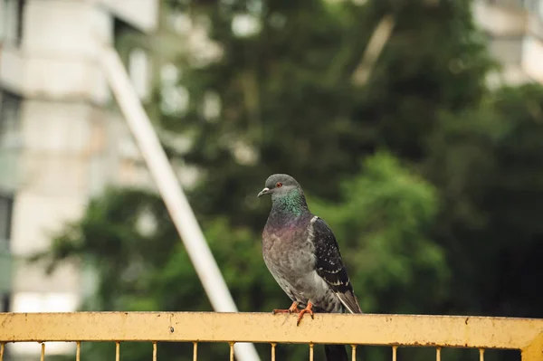 Pigeons Sit Yellow Iron Fence Background City Trees — Stock Photo, Image