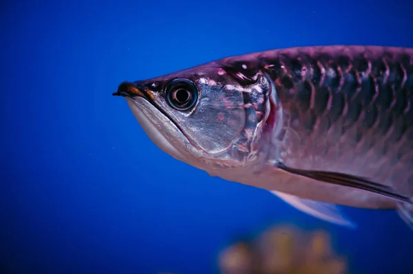 Large Shiny Pink Fish Closeup Scleropages Jardini — Stock Photo, Image