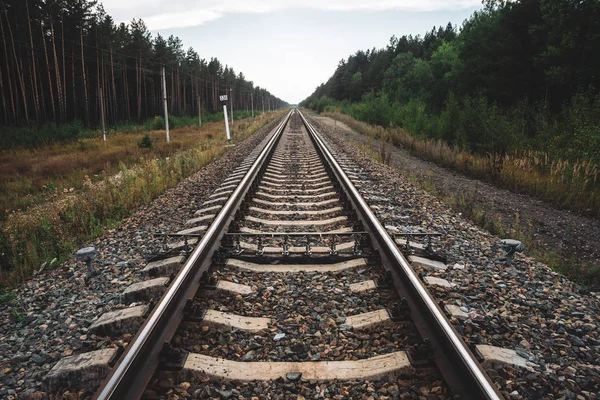 Demiryolu Orman Boyunca Perspektif Seyahat Demiryolu Nda Yolculuk Raylar Boyunca — Stok fotoğraf