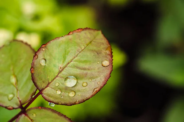 Rain Drops Green Rose Leaves Close Plants Garden — Stock Photo, Image