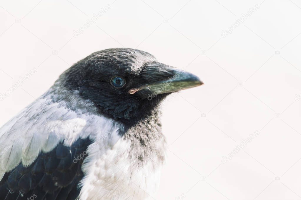 Head of young crow on gray background. Portrait of raven close up. Urban bird.