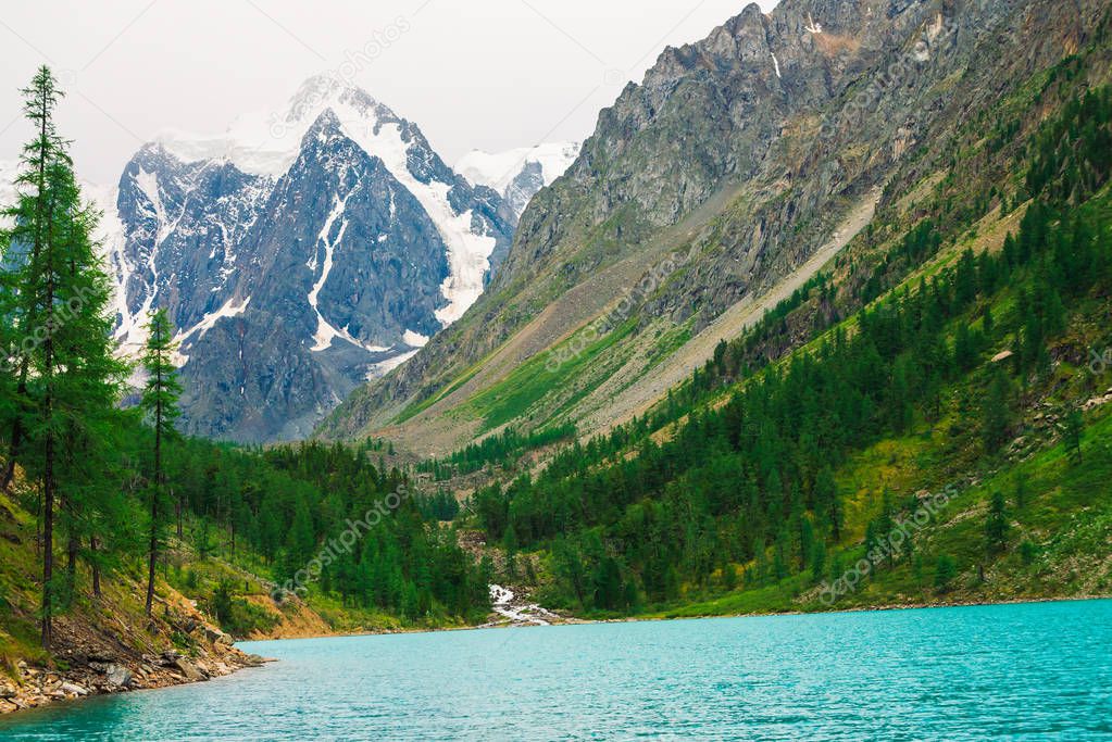 Fast mountain creek from glacier flows into azure mountain lake in valley. Amazing mountains with conifer forest. Larch trees on mountainside. Vivid green landscape of majestic nature of highlands.