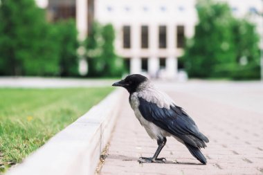 Siyah karga kopya alanı ile bokeh şehir binasının arka planda gri kaldırım yakınında sınırda yürüyor. Yeşil çimenlerin yanında kaldırımda kuzgun. Asfalttaki yabani kuş yakın çekim. Şehrin yırtıcı hayvanı.