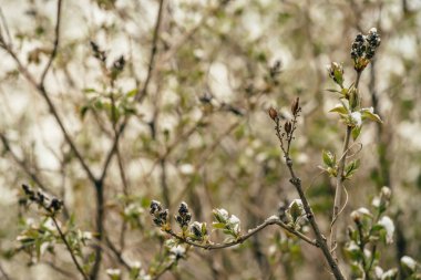 Leylak tomurcukları ile karla kaplı çalı lar ilkbaharın başlarında çiçek açmaya başlar. Dallarda buz ve kar ile syringa ağacı. İlkbaharda anormal hava. Sıradışı sezon fenomeni.