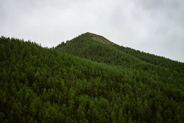 Detailed texture of conifer forest on hill close up. Background of tree tops on mountainside under cloudy sky. Cones of conifer trees on steep slope in overcast weather with copy space.