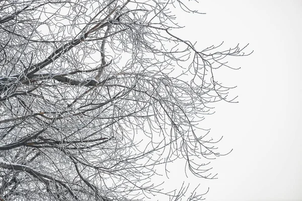Замороженные Ветки Белом Фоне Неба Снежные Ветви Деревьев Инеем Зимой — стоковое фото