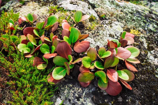 Les Feuilles Vertes Rouges Bergenia Crassifolia Rapprochent Incroyable Plante Pousse — Photo