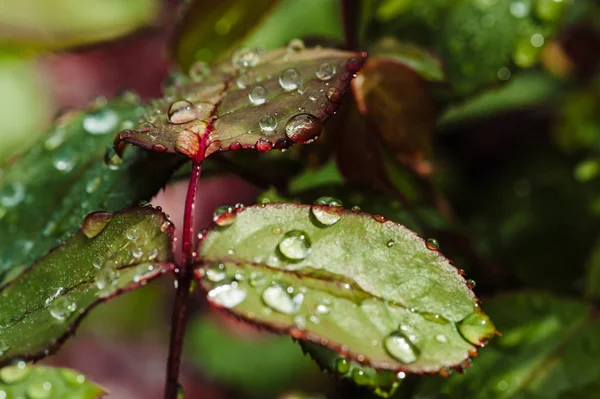 Gocce Pioggia Sulle Foglie Rosa Verde Primo Piano Piante Giardino — Foto Stock