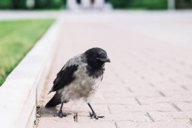Siyah karga kopya alanı ile yeşil çim arka plan üzerinde gri kaldırım yakınında sınırda yürüyor. Kaldırımda kuzgun. Asfaltta vahşi kuş. Şehir faunasının yırtıcı hayvanı. Kuşun tüyleri yakın.
