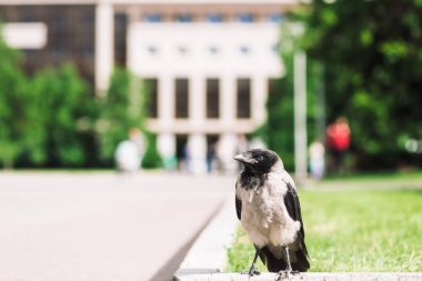 Siyah karga kopya alanı ile bokeh şehir binasının arka planda gri kaldırım yakınında sınırda yürüyor. Yeşil çimenlerin yanında kaldırımda kuzgun. Asfalttaki yabani kuş yakın çekim. Şehrin yırtıcı hayvanı.