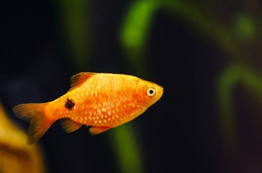 Barbus ev akvaryumu yakın yüzer. Güzel akvaryum japon balığı.