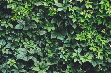 İlkbaharda büyük yeşil yaprakların çit. Parthenocissus henryana yeşil çit. Kız sıcağına üzümlerin doğal arka planı. Parthenocissus inserta çiçek dokusu. Zengin yeşillik. Botanik bahçesinde bitkiler.