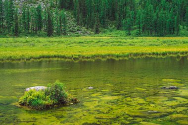 Sakin temiz suya yakın tepedeki ağaçlar. Dağ gölünün bataklık durgun dibinde. İdeal pürüzsüz şeffaf su yüzeyi. Taş üzerinde zengin bitki örtüsü. Yaylaların yeşil atmosferik doğal arka planı.
