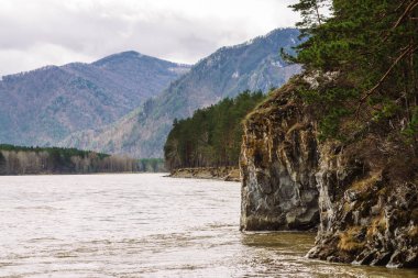 Beautiful mountain landscape with steep cliff near mountain river. Rainy weather in Altai. Coniferous trees above cliff. Overcast sky.