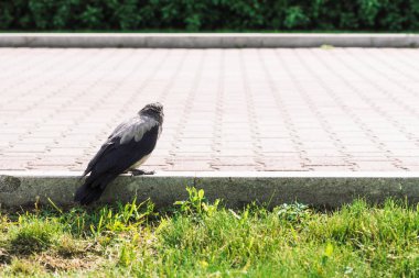 Siyah karga kopya alanı ile yeşil çim arka plan üzerinde gri kaldırım yakınında sınırda yürüyor. Kaldırımda kuzgun. Asfaltta vahşi kuş. Şehir faunasının yırtıcı hayvanı. Kuşun tüyleri yakın.