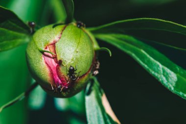 Small black ants creep on young peony bud in macro. Green pink unblown bud with long green leaves close-up. Amazing vivid scenic macro world. Insects on flower with copy space. Beautiful young peonies clipart