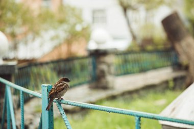 Küçük genç ıslak serçe kopya alanı ile yağmurlu havalarda arka bahçesinde mavi çit üzerinde oturur. Bahçesinde ıslak tüyleri ile küçük güzel şehir vahşi kahverengi kuş ile parlak arka plan yakın.