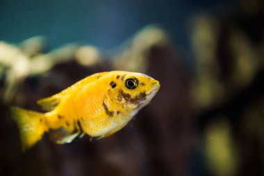 Siyah noktalar ile sarı renk Msobo Magunga balık akvaryumda yüzer. Metriaclima akvaryumda. Cichlids, mbuna.