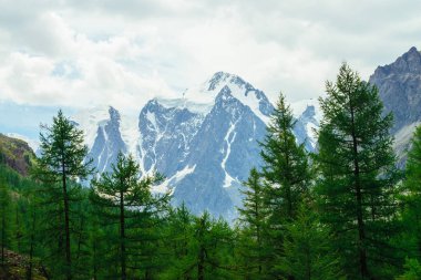 Ağaç tepelerinden harika bir buzulun manzarası. Dev karlı dağ arka planda kozalaklı orman. Büyük kayalık dağ. Yaylaların zengin bitki örtüsü. Görkemli doğanın atmosferik manzarası.