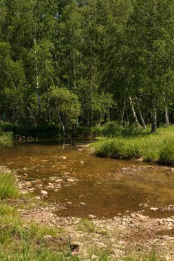 Taşların dibi ile küçük dağ deresi çalılıklar ve ağaçlar arasında akar.