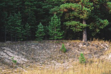 Gölgede iğne yapraklı ağaçlarla yol kenarı. Ağaç kökleri dışarıda. Gölgeli kozalaklı ormanda Ravine. Yamaçta bitki örtüsü. Güzel görkemli doğa. Dünyevi tonları harika atmosferik yeşil manzara.