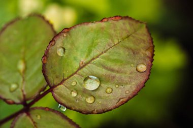 Yeşil gülün üzerine yağmur damlaları yakın çekim yaprakları bırakır. Bahçedeki bitkiler.