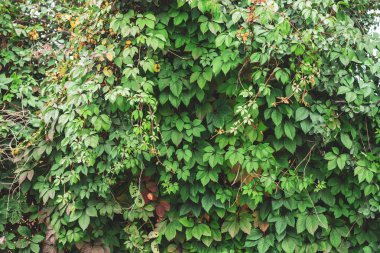 Parthenocissus henryana yeşil çit yakın. Kopya alanı ile girlish üzüm Sonbahar arka plan. Parthenocissus inserta ayrıntılı doku. Sonbaharda yeşil ve kırmızı yaprakların Çit.