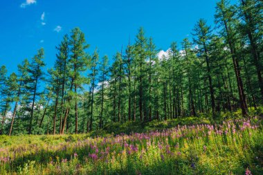 Güneşli bir günde kozalaklı orman kenarının arka planında ateş pembe çiçek grubu. Yüksek larches yakın epilobium güzel küçük çiçekler ile Harika manzara. Güneş ışığında iğne yapraklı ağaçlar.