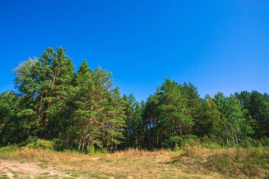 Güneşli bir günde kozalaklı ormanda Çayır. Glade güneş ışığında iğne yapraklı ağaçlar arasında. Mavi berrak gökyüzü altında zengin bitki örtüsü. Güzel görkemli pitoresk doğa. Dünyevi tonları harika yeşil manzara.