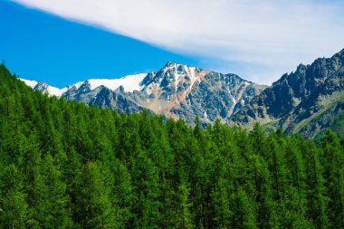 Mavi berrak gökyüzü altında ormanlık tepearkasında karlı dağ tepesinde. Kozalaklı ormanın üzerindeki kayalık sırt. Görkemli doğanın atmosferik minimalist manzara.