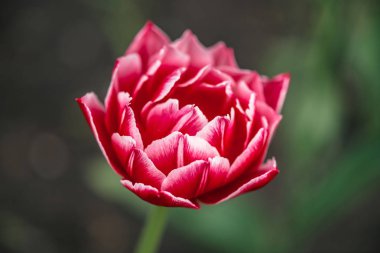 Yeşil arka plan üzerinde güzel pembe çiçek lale kopya alanı ile kapatın. Bokeh ile makro güneş ışığında yeşil alanda macenta çiçek ayrıntılı pitoresk görüntü.