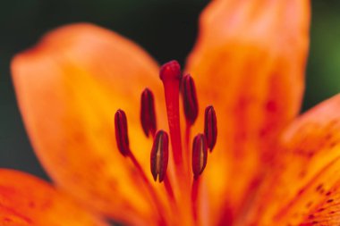 Makro çiçek açan büyük pistil ve stamens. Güzel kırmızı turuncu zambak yakın çekim. Kopya alanı ile bitkinin renkli doğal arka plan. Canlı yaprakları ile Inanılmaz Avrupa çiçek. Parfüm çiçeği.