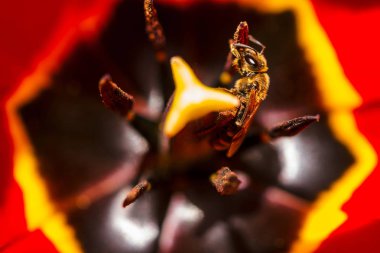 Makro da beyaz lale açıldı. Kırmızı ve sarı çizgili güzel beyaz çiçek pitoresk arka plan. Yukarıdan görüntüleyin. Pestle ve stamen yakın. Arı lalenin içinde çalışıyor. Çiçekteki böcek.