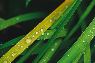 Çiy damlaları ile güzel canlı parlak yeşil çim kopya alanı ile yakın çekim. Saf, hoş, güzel yeşillik yağmur ile güneş ışığı makro damla. Yağmur havasında yeşil dokulu bitkilerden arka plan.