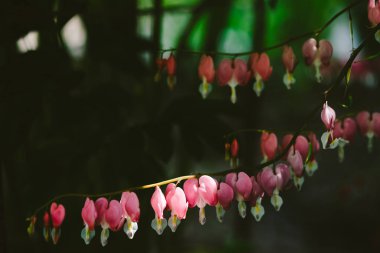 Dicentra spectabilis birçok küçük çiçekler gölge bokeh yakın karşı bir dal üzerinde büyür. Lamprocapnos karanlık arka plan üzerinde kopyalama alanı ile makro spectabilis. Kırık kalpşeklinde çiçekler.