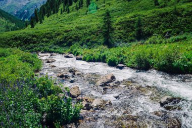 Vadide parlak güneş ışığı altında kayalar arasında dağ deresi hızlı su akışı. Canlı otlar, mor çiçekler, dağlık arazide dere kenarında zengin bitki örtüsü. Görkemli Altay doğanın amazing yeşil manzara.