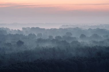 Sabahın erken saatlerinde ormanın gizemli manzarası. Tayga 'da şafak öncesi gökyüzünün altındaki ağaç siluetlerinin arasındaki ürkütücü sis. Soluk mavi tonlarda görkemli doğanın atmosferik minimalistik manzarası