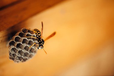 Küçük arı makro onun petek korumak. Tehlikeli çizgili sarı siyah böcek yakın. Ahşap arka plan üzerinde kopya alanı ile Vespiary. Mülkiyetin korunması.