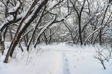 Park alanında ağaç dalları arasında karlı tünel kapatın. Koru sokak ile karlı beyaz arka plan. Kar yağışı sırasında boğuk buz ile kış ağaçları arasında yol. Kar yağışı. Atmosferik kış manzarası.